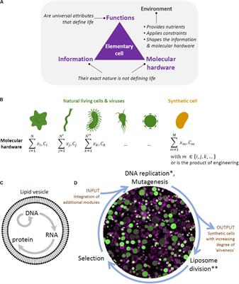 Roadmap to Building a Cell: An Evolutionary Approach